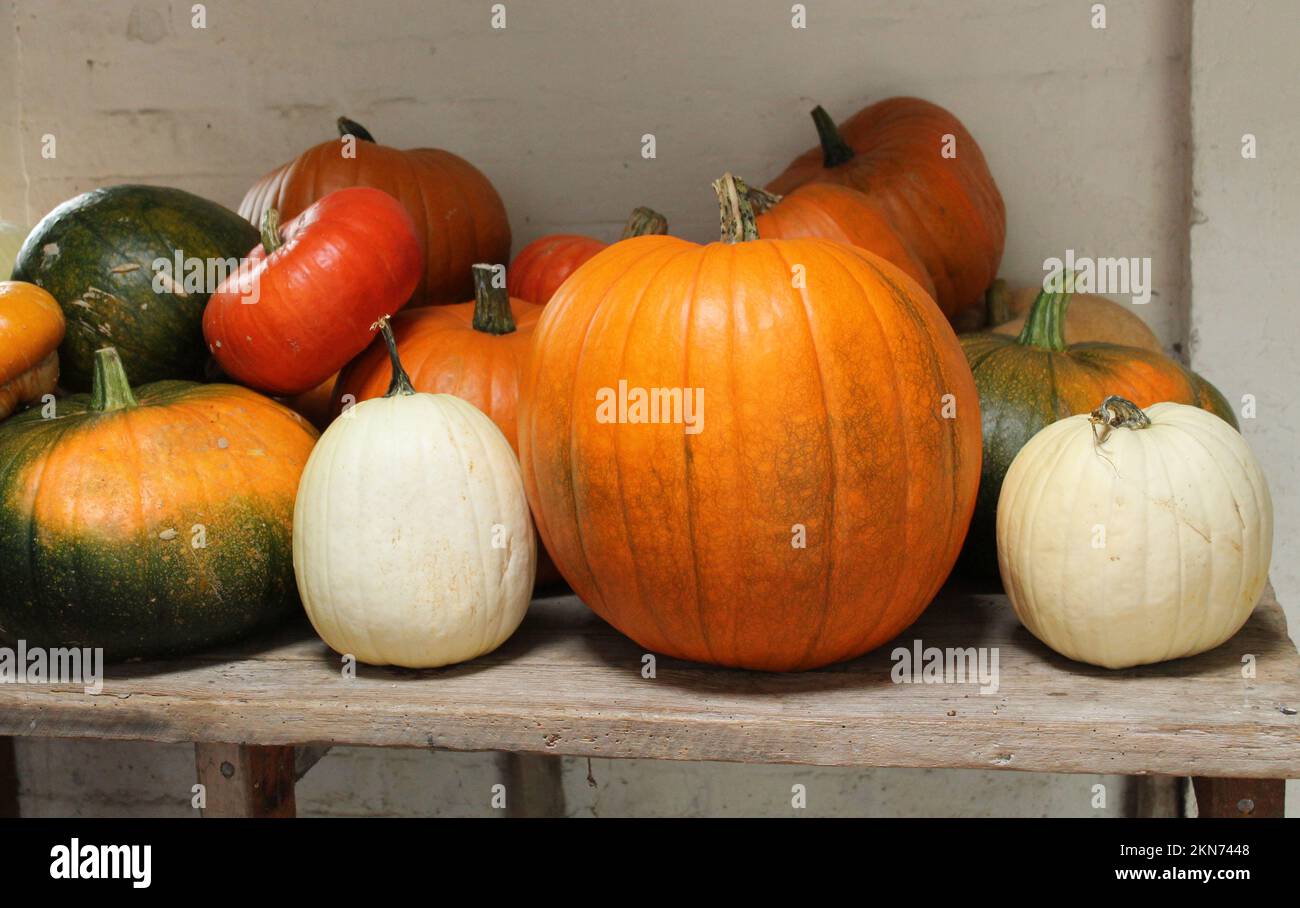 A Mixed Collection of Colourful Pumpkins and Squashes. Stock Photo
