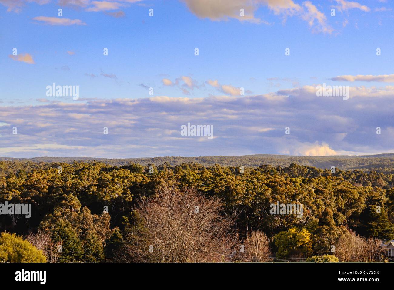 The aerial view of a botanical forest landscape under the blue sky on ...