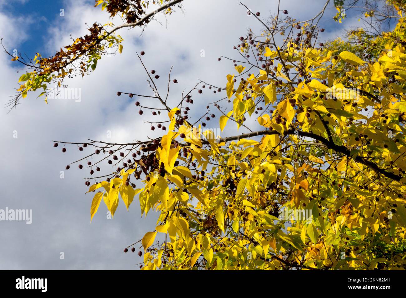 Autumn, Celtis occidentalis, American Hackberry, Tree Stock Photo Alamy