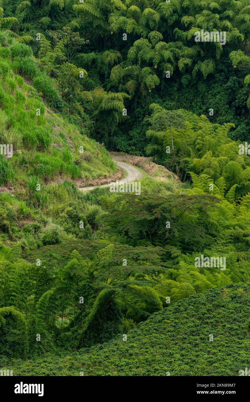 Rural road and coffee plants field in Manizales , Caldas, Antioquia , Colombia - stock photo Stock Photo