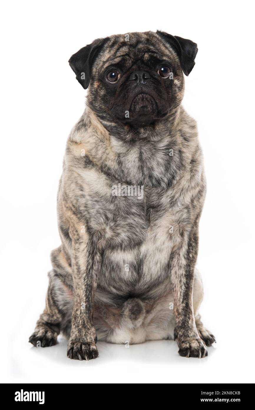 Pug isolated on white background Stock Photo - Alamy
