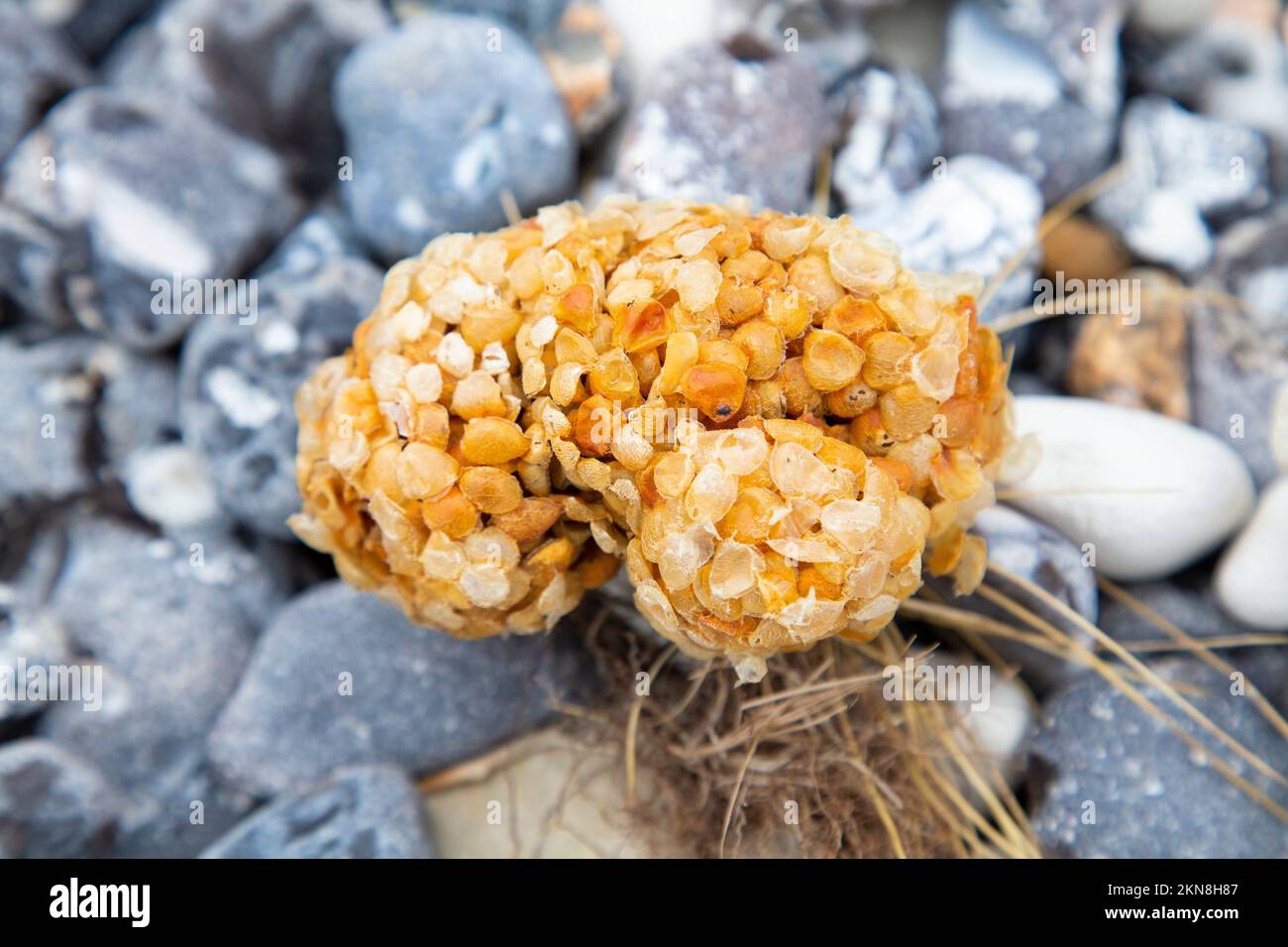 Seawash ball (empty egg cases of the Common Whelk) at Beachy Head beach, Eastbourne, UK Stock Photo