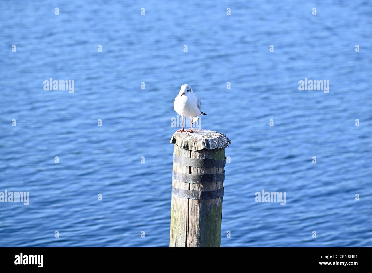 Gmunden, Upper Austria, Austria. Gull (Larinae) on a water pole Stock Photo