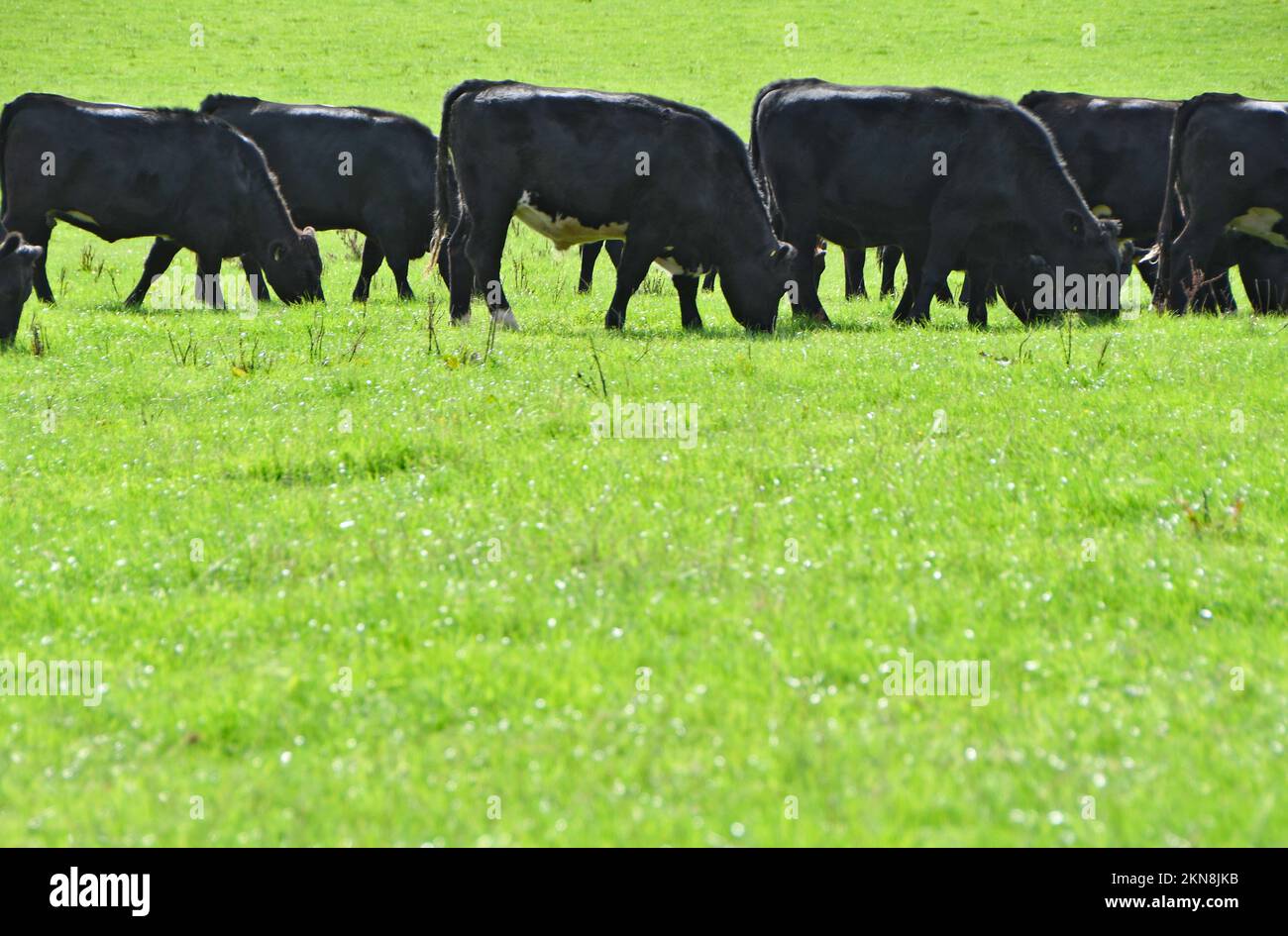 Angus beef cows hires stock photography and images Alamy