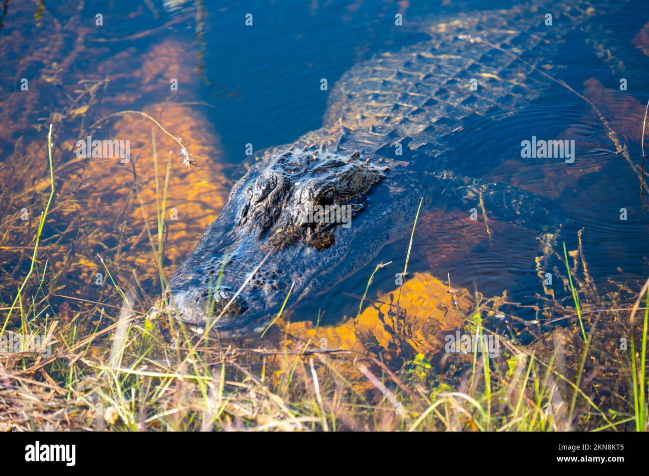 american alligator in Everglades National Park Stock Photo