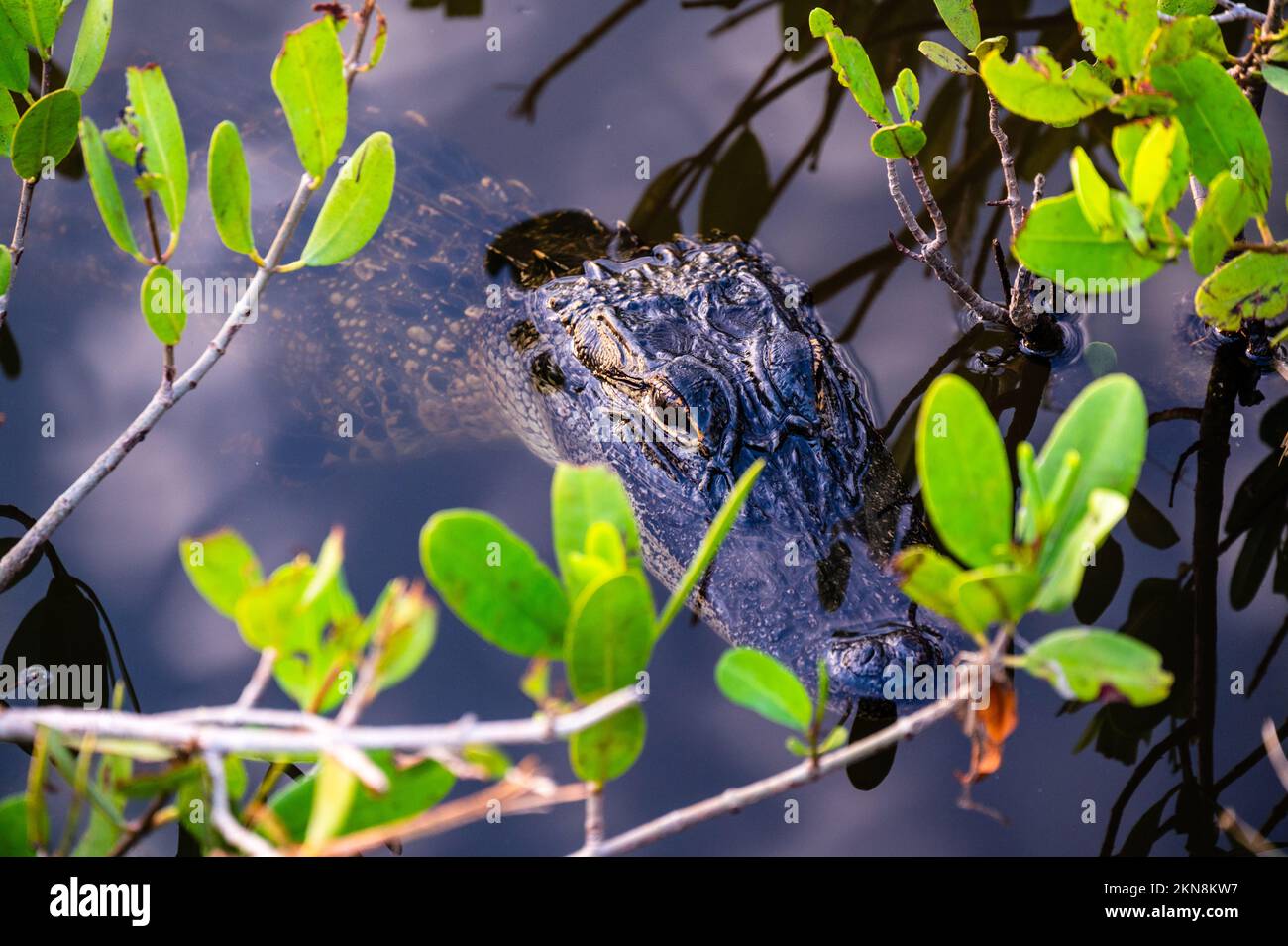 american alligator in Everglades National Park Stock Photo
