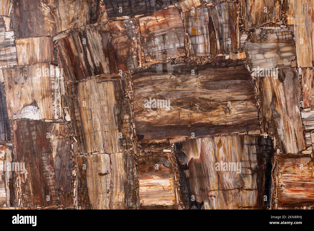 Petrified wood texture slab closeup. Semiprecious, gemstone stone for