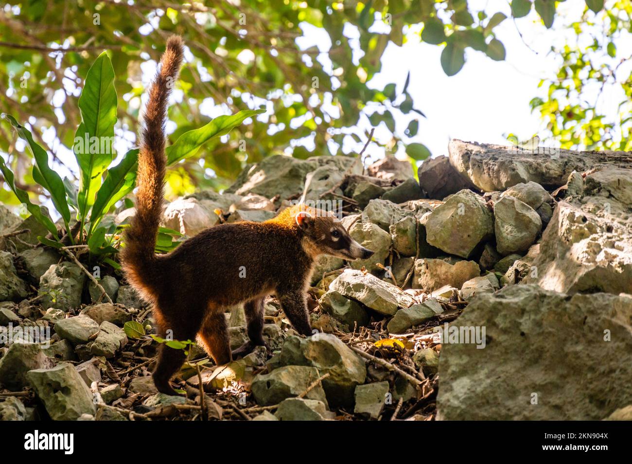 An exotic animal, Whitenosed coati, typical and common animal in