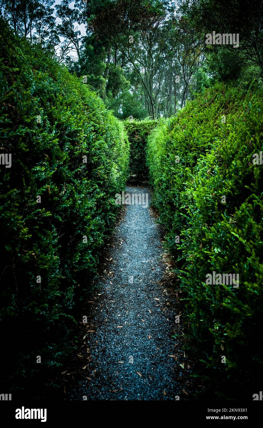 Vertical nature photograph of a garden labyrinth with thin foliage