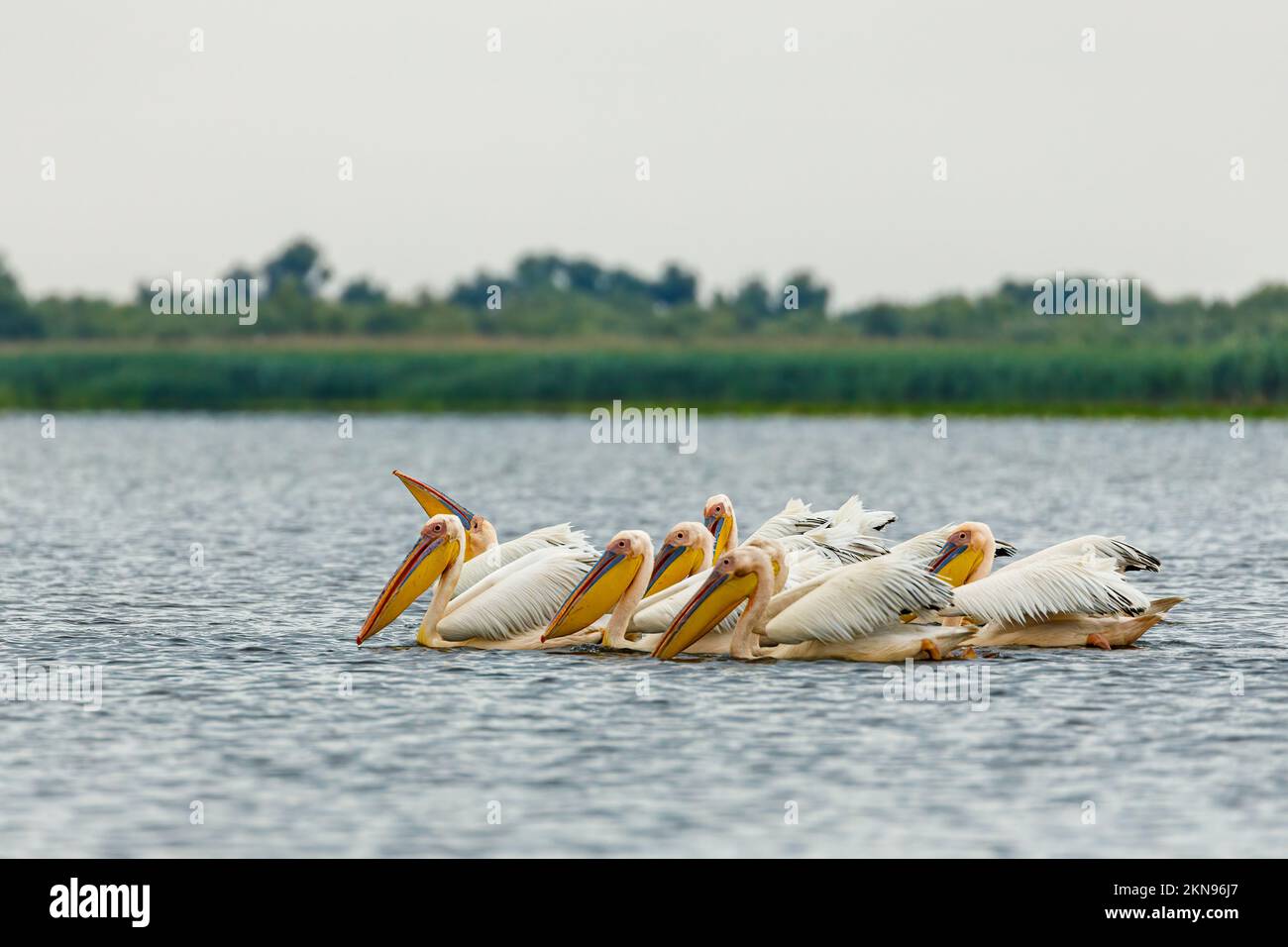 pelican, danube delta, pink pelican, eastern white pelican, white pelican, great white pelican, pink, nature, animal, bird, beak, wildlife, fauna, wil Stock Photo
