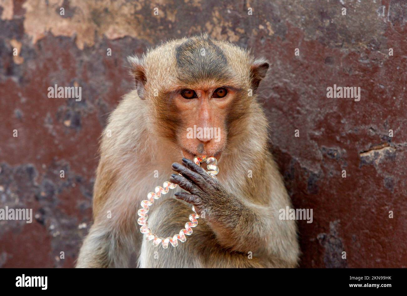 Monkey clip hi-res stock photography and images - Alamy