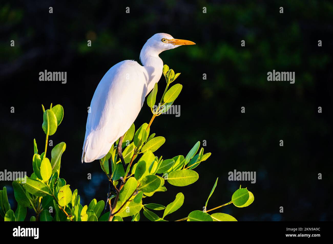 The cattle egret (Bubulcus ibis) on a branch, dark background Stock ...