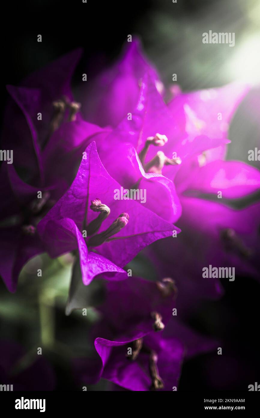 Contrasted nature photo on a bloom of Bougainvillea flowers and beaming ...