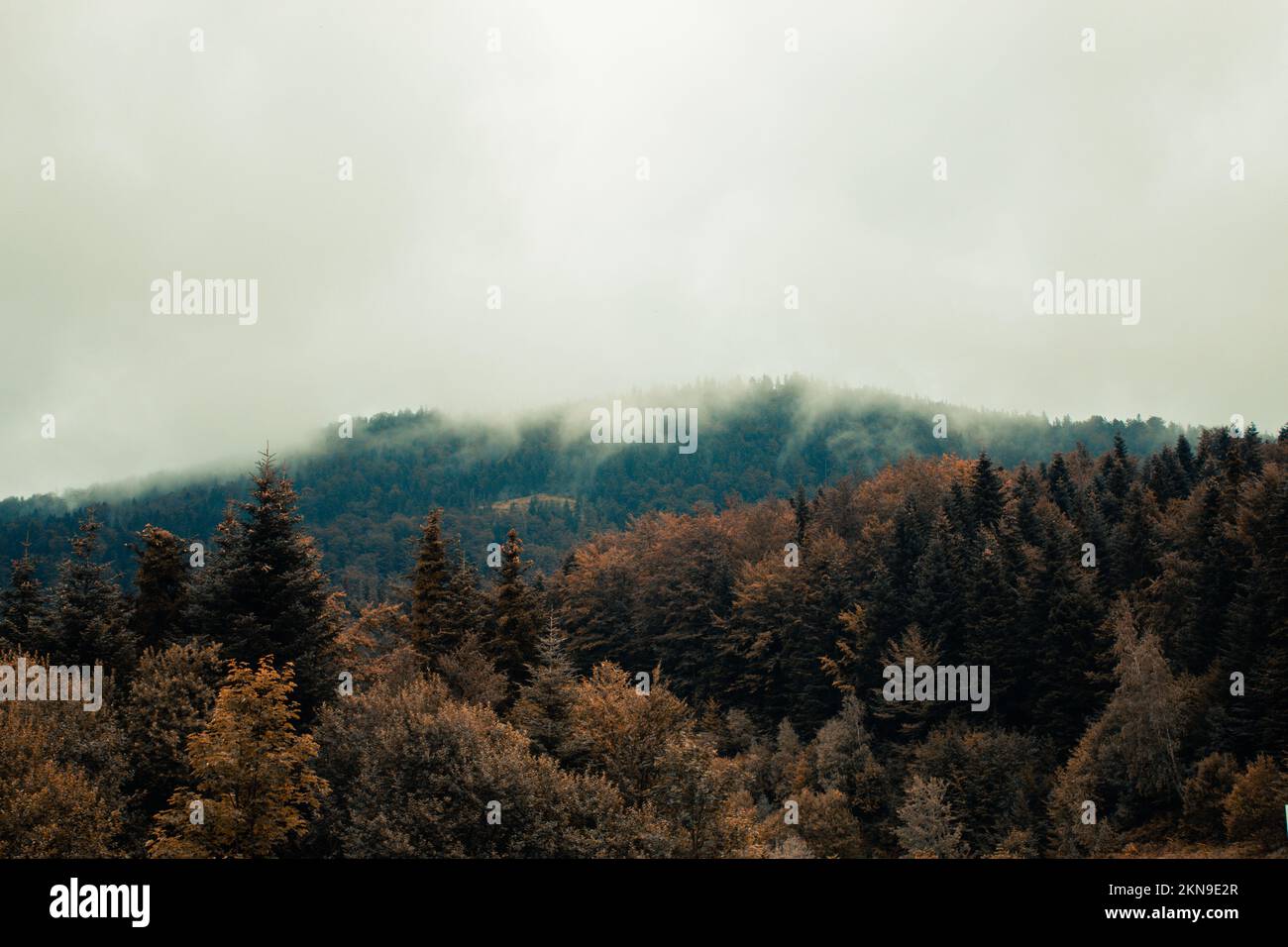 The autumn pine forest view with the foggy mountain background Stock ...