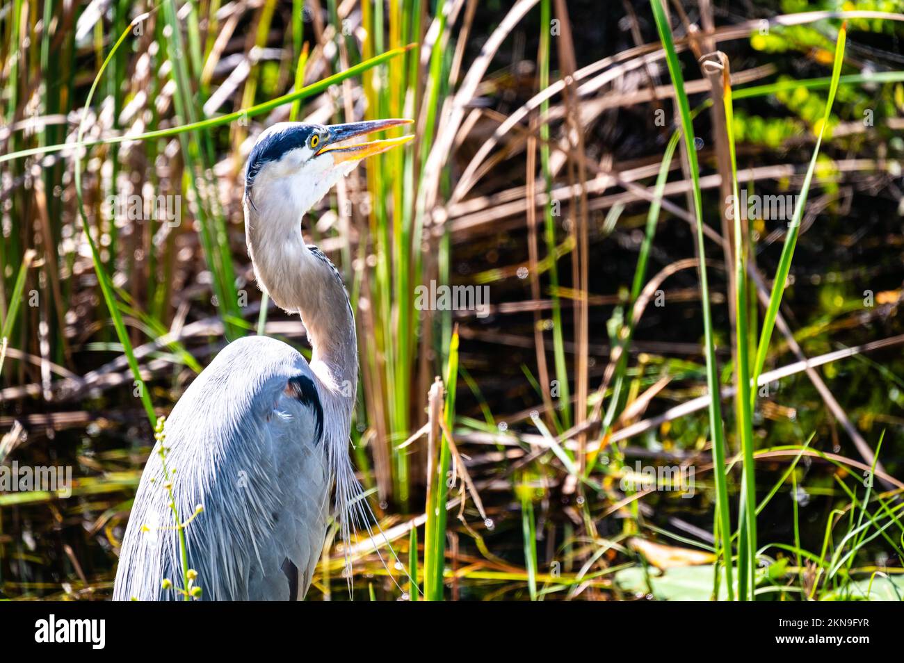 Great Blue Heron. This beautiful bird hunts with his reflection in the water along the banks of the South River in Edgewater, Everglades. Stock Photo
