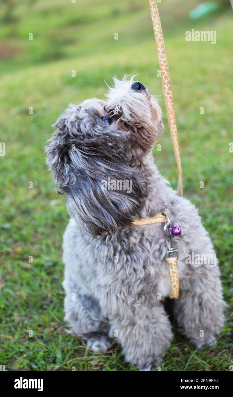 Teacup poodle hires stock photography and images Alamy