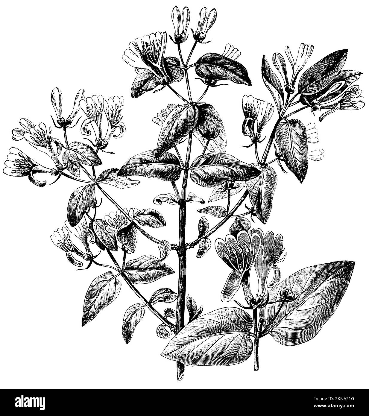 Tatarian honeysuckle, Lonicera tatarica, anonym (botany book, 1889), Tataren-Heckenkirsche, Clématite de Tartarie Stock Photo