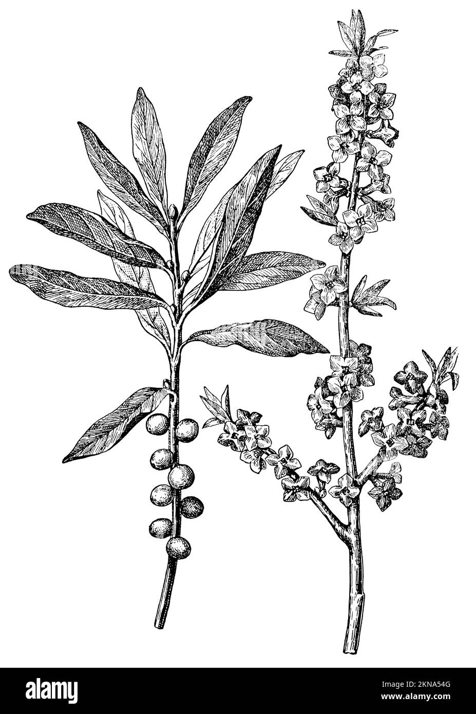 February daphne, Daphne mezereum, anonym (botany book, 1909), Seidelbast, bois-joli Stock Photo