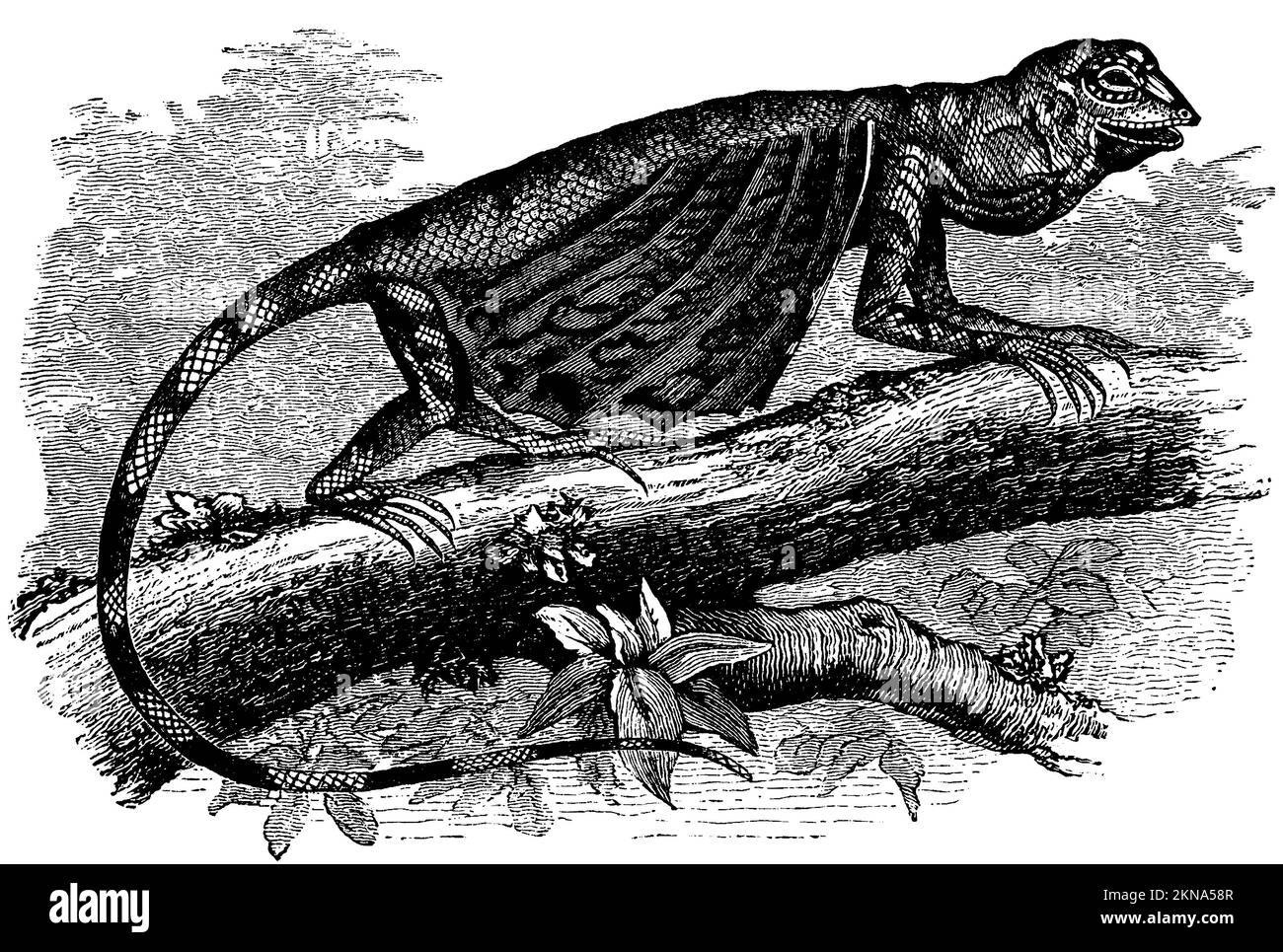 Common flying dragon; Flying dragon, Draco volans, anonym (zoology book, 1894), Gemeiner Flugdrache; Flugdrache, Dragon volant Stock Photo