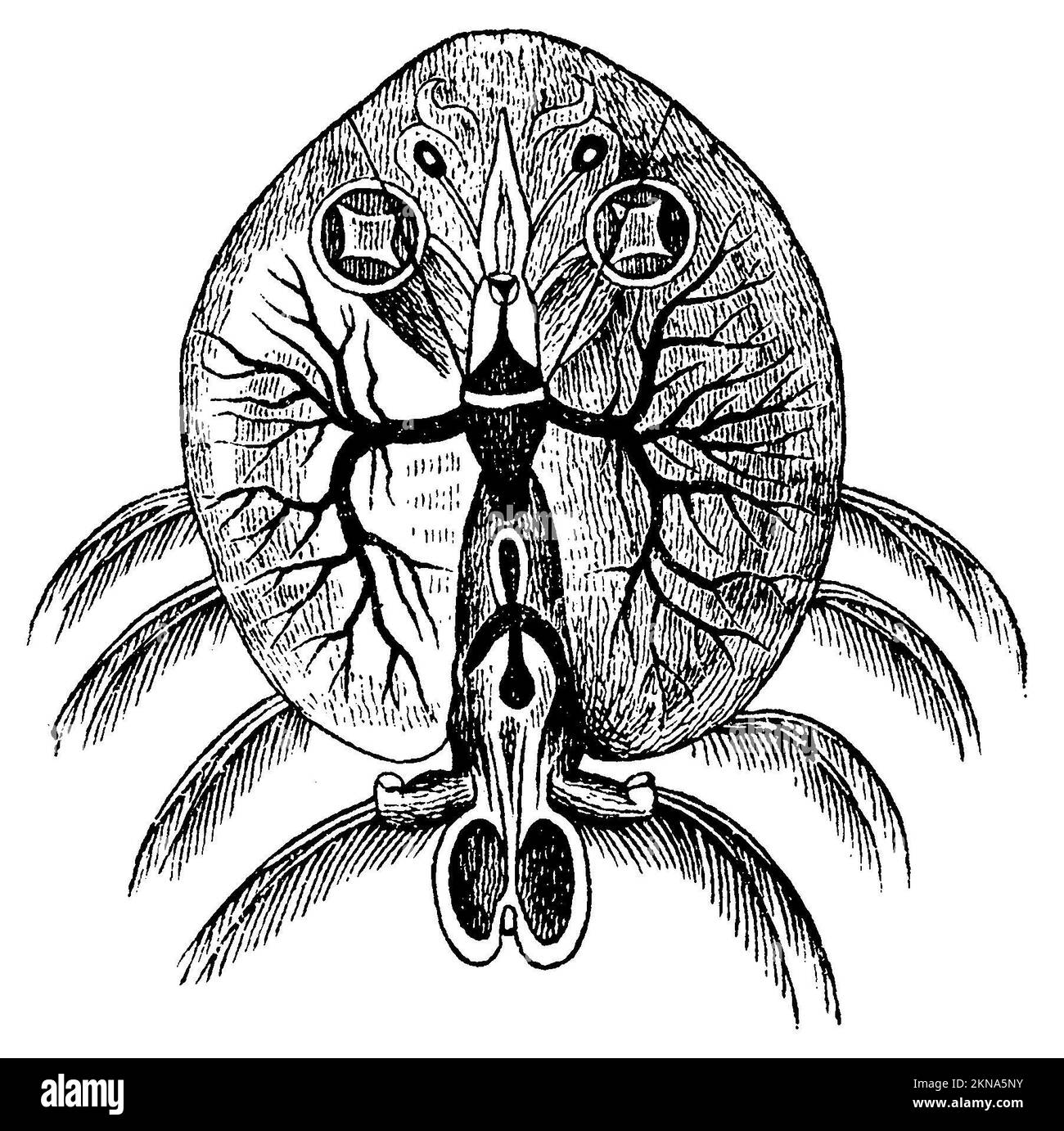 common fish louse, Argulus foliacaeus, anonym (biology book, 1893), Karpfenlaus, poux de poissons Stock Photo