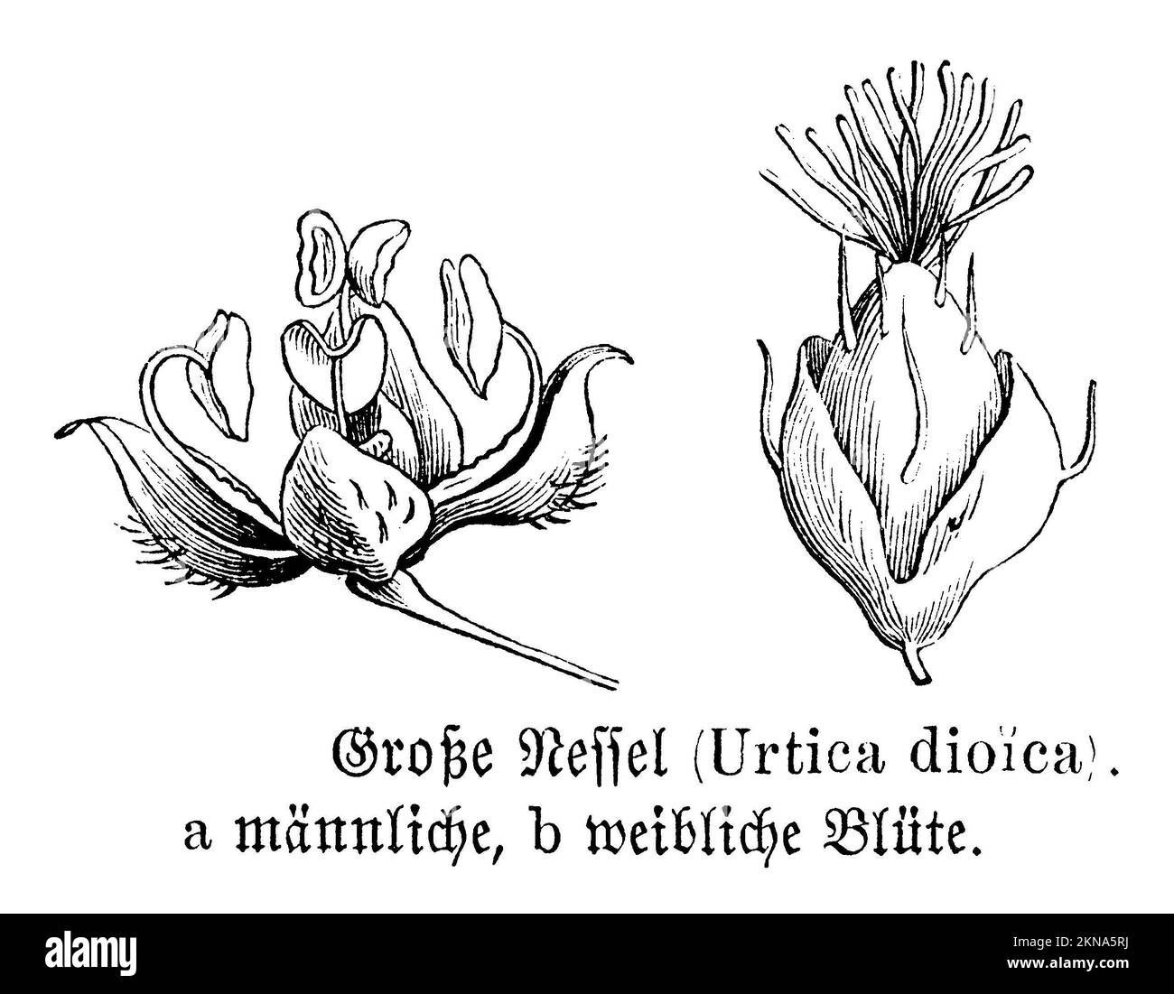 Stinging nettle, flowers, Urtica dioica, anonym (biology book, 1893), Große Brennnessel, Blüten, Grande ortie, fleurs Stock Photo