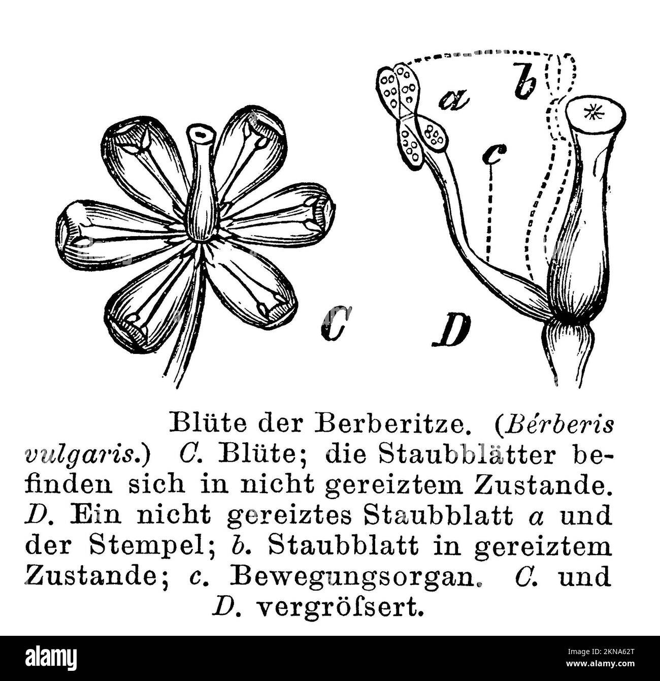 Barberry, flower, Berberis vulgaris, anonym (botany book, 1884), Berberitze, Blüte, Mûrier, commun, fleur Stock Photo