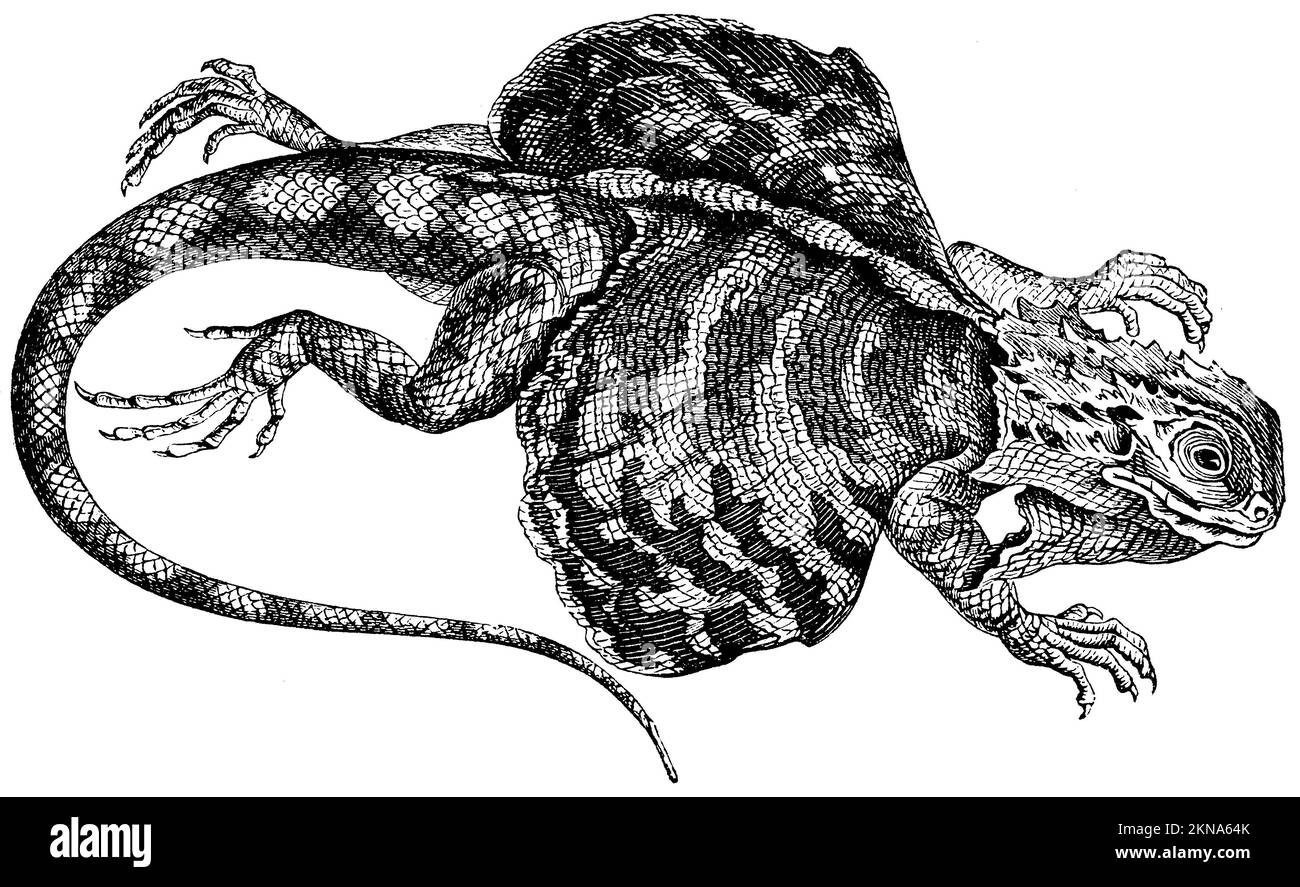 Common flying dragon; Flying dragon, Draco volans, anonym (zoology book, 1889), Gemeiner Flugdrache; Flugdrache, Dragon volant Stock Photo