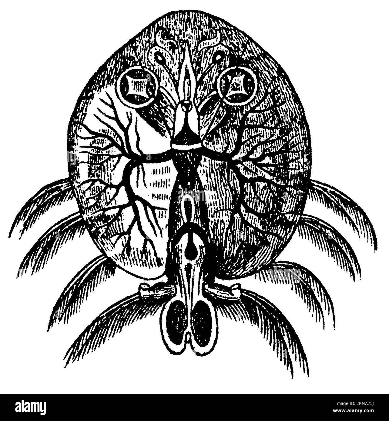 common fish louse, Argulus foliacaeus, anonym (biology book, 1861), Karpfenlaus, poux de poissons Stock Photo