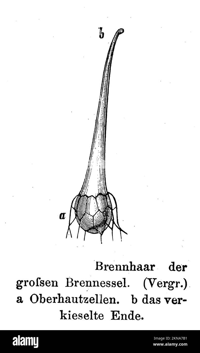 Stinging nettle, stinging hair, Urtica dioica, anonym (botany book, 1897), Große Brennnessel, Brennhaar, Grande ortie, poil urticant Stock Photo
