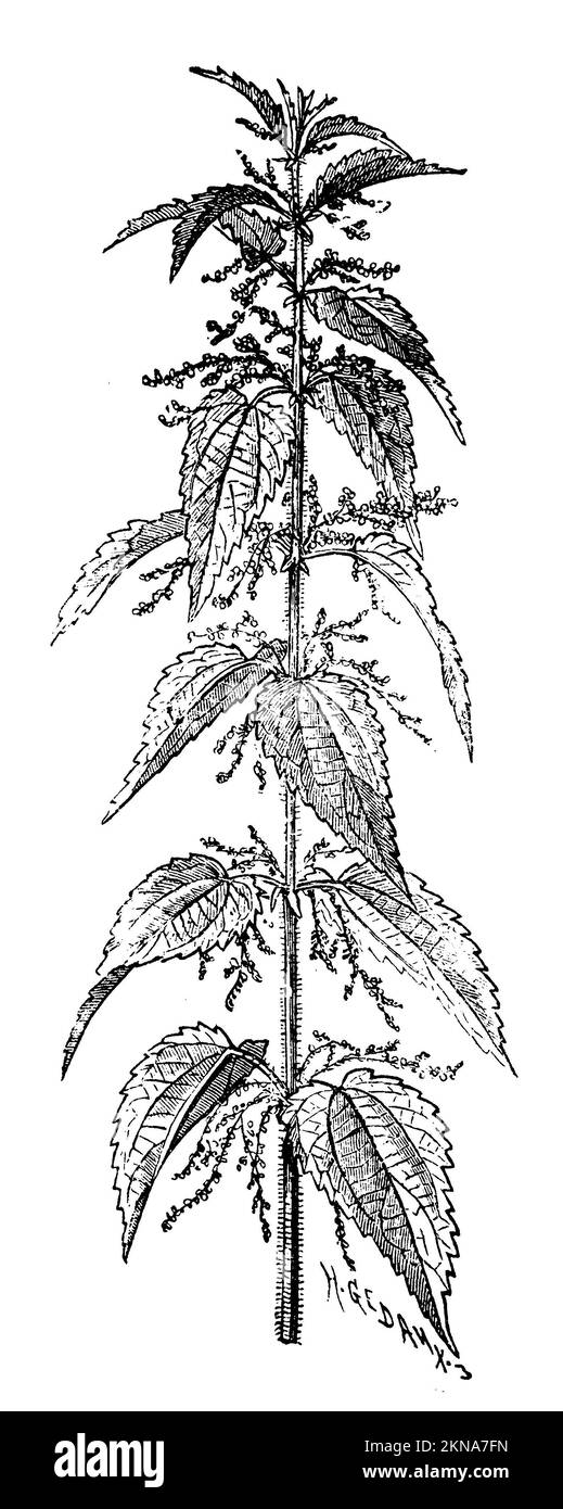 Stinging nettle, Urtica dioica, H. Gedan u. A.W. (botany book, 1910), Große Brennnessel, Grande ortie Stock Photo