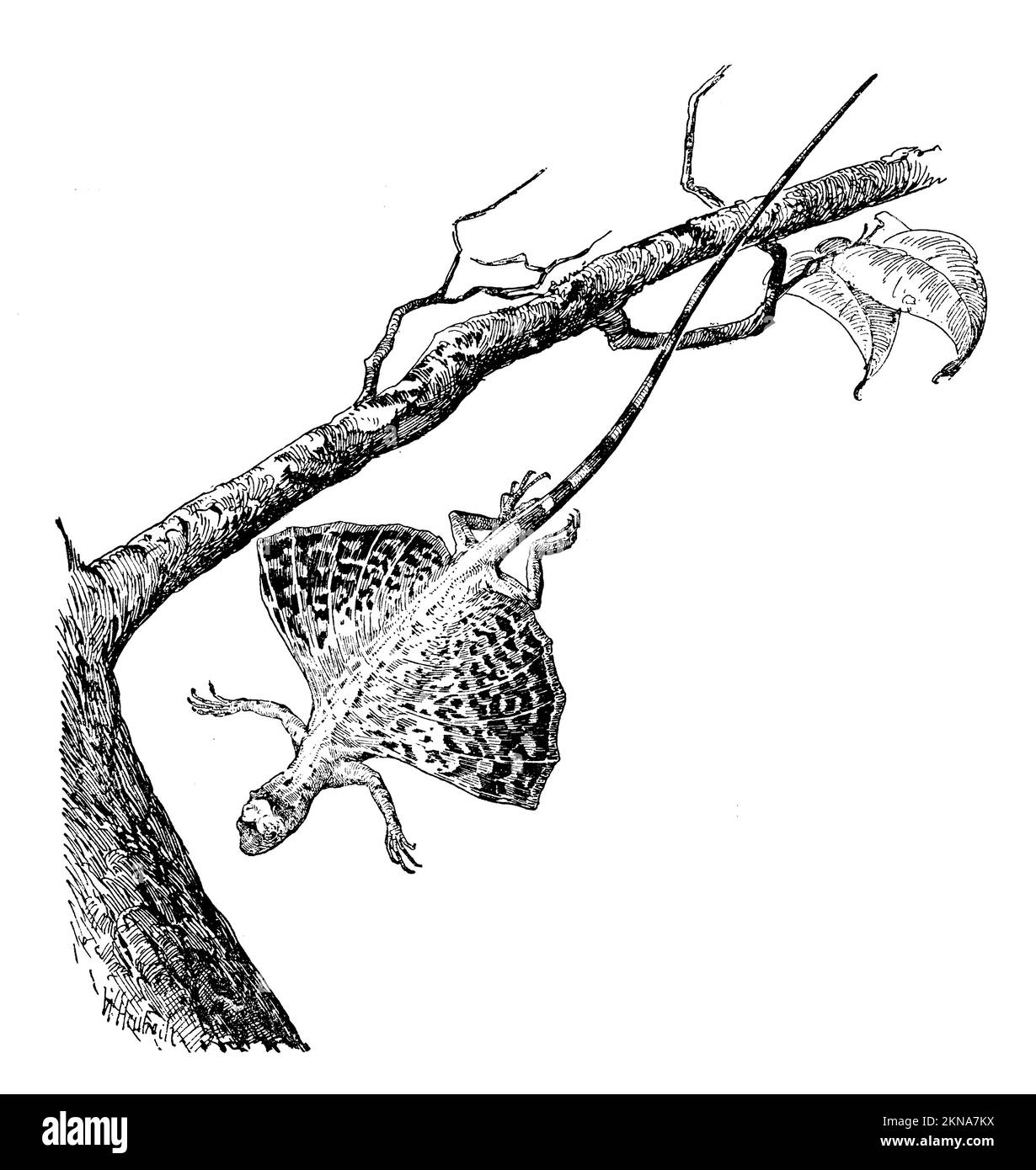 Common flying dragon; Flying dragon, Draco volans, W[alter] Heubach (zoology book, 1928), Gemeiner Flugdrache; Flugdrache, Dragon volant Stock Photo