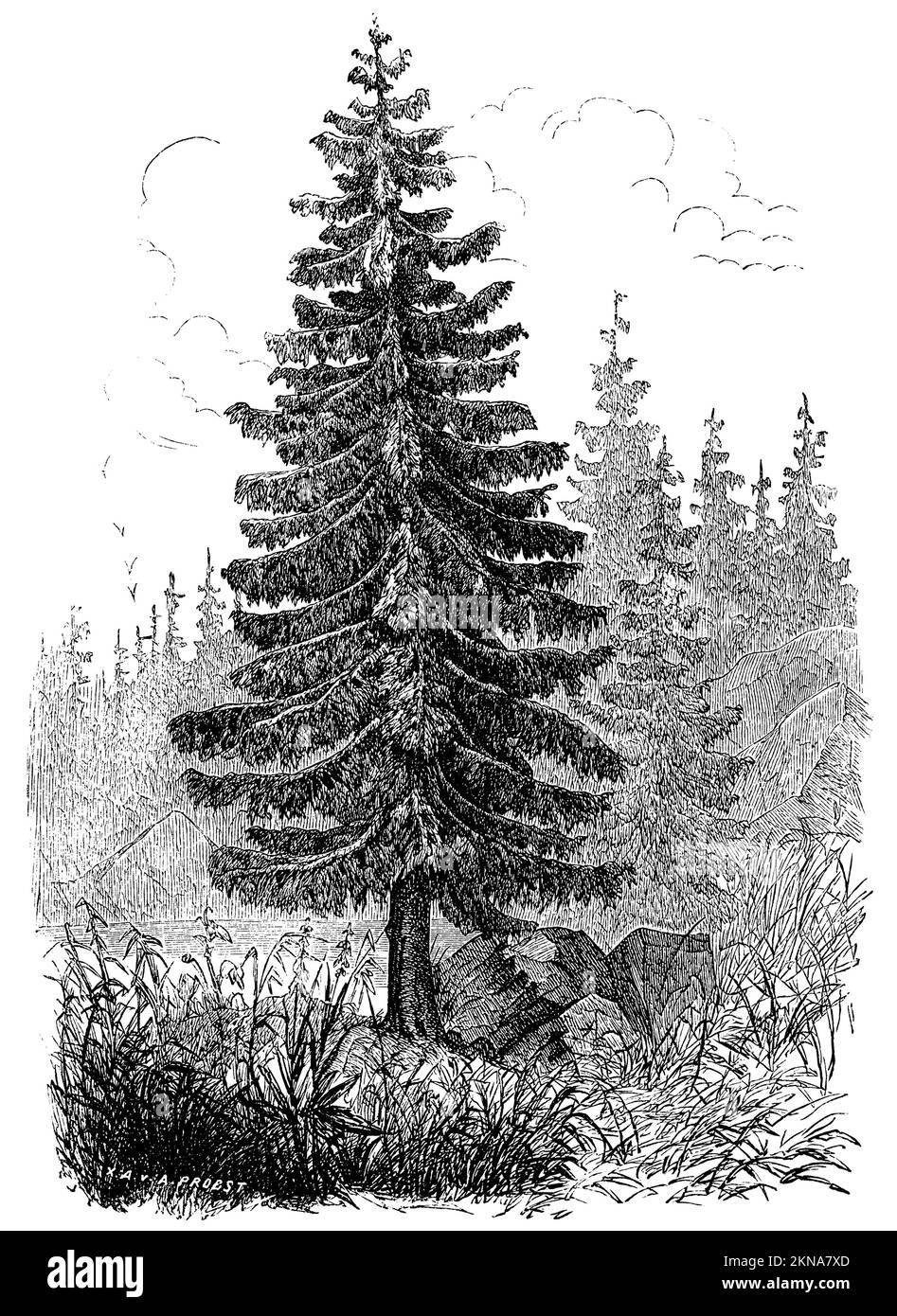 Norway spruce, European spruce, Picea abies, A. Probst (botany book, 1880), Fichte, Épicéa ou Épicéa commun Stock Photo