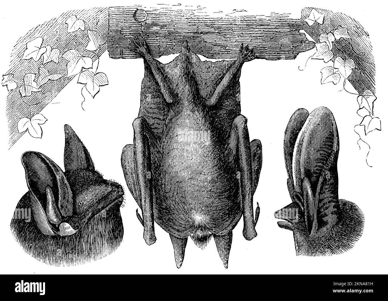 long-eared bat, Plecotus auritus Syn. Verspertilio auritius, anonym (zoology book, 1873), Langohrige Fledermaus, Oreillard roux Stock Photo