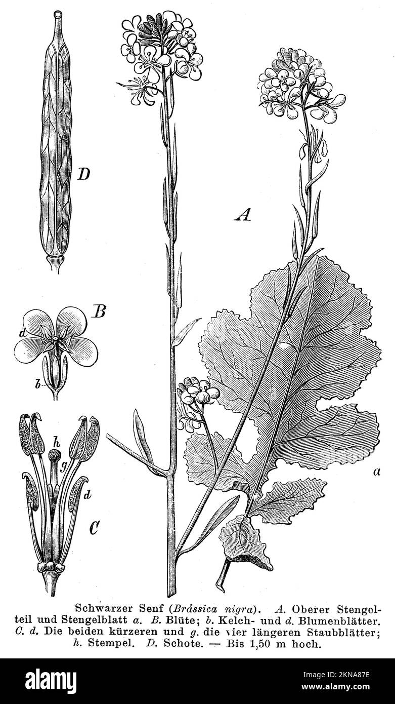 black mustard, Brassica nigra, anonym (botany book, 1892), Schwarzer Senf, Moutarde noire Stock Photo