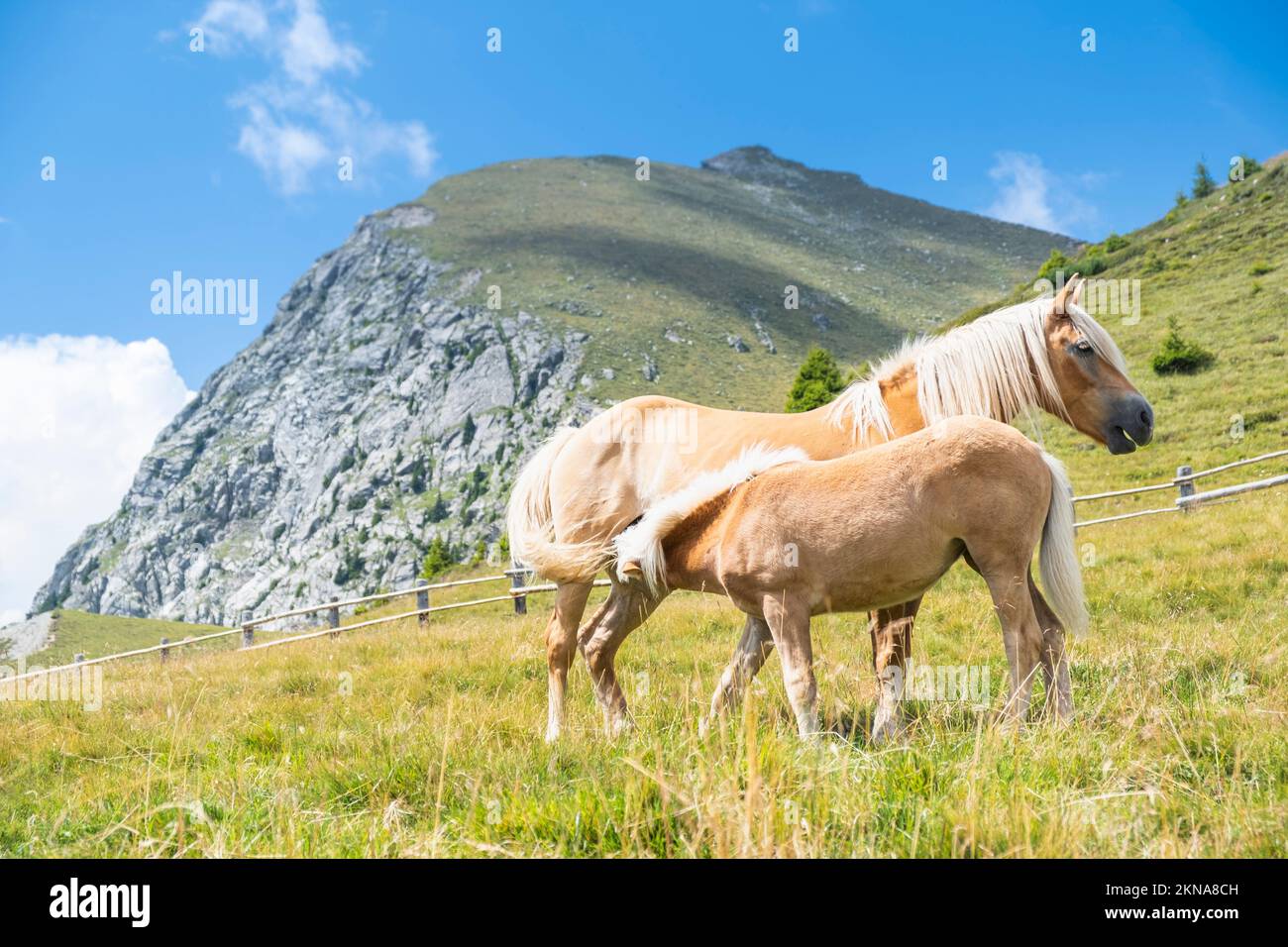 Haflinger grazing on the field against the sky. Merano, Italy Stock Photo