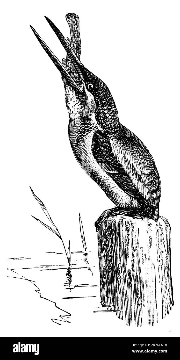 kingfisher with fish in the beak, Alcedo atthis, Mützel, G. (evolution history book, 1893), Eisvogel mit Fisch im Schnabel, martin-pêcheur avec doisson dans le bec Stock Photo