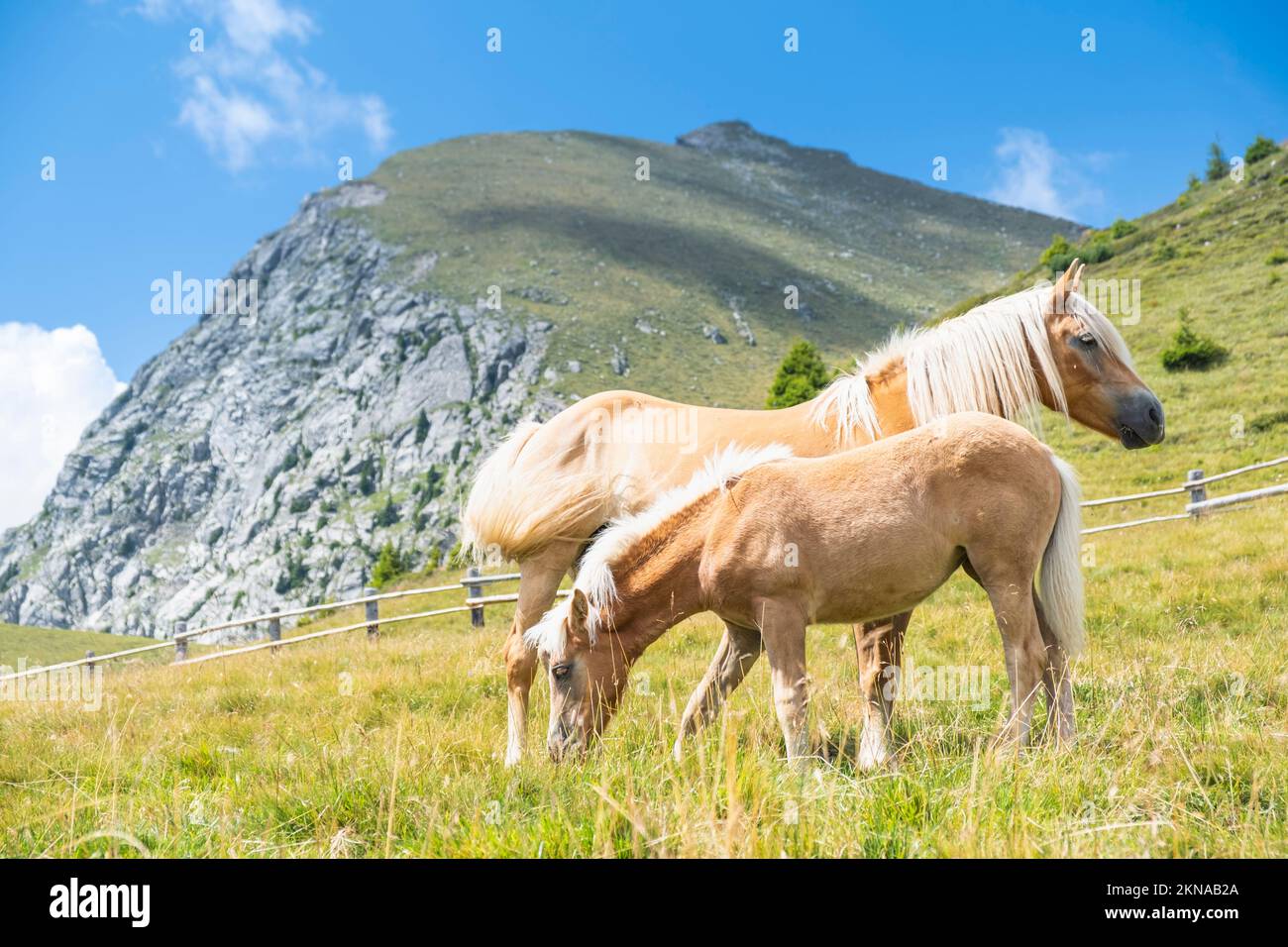 Haflinger grazing on the field against the sky. Merano, Italy Stock Photo