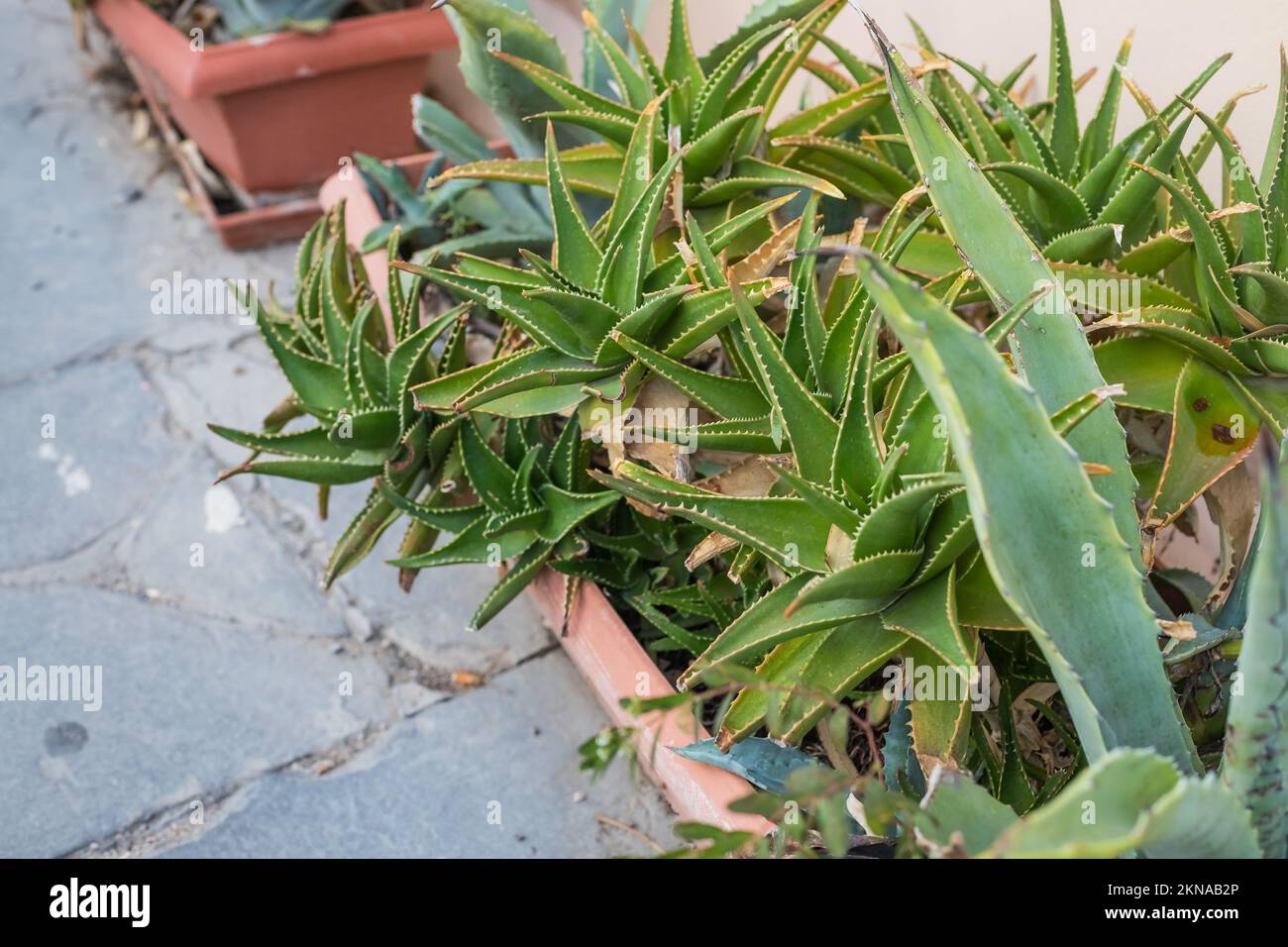 Lush aloe bushes along the sidewalk for landscaping.Aloe succulent,  decorative plant.Aloe vera plants at the side of the street Stock Photo -  Alamy