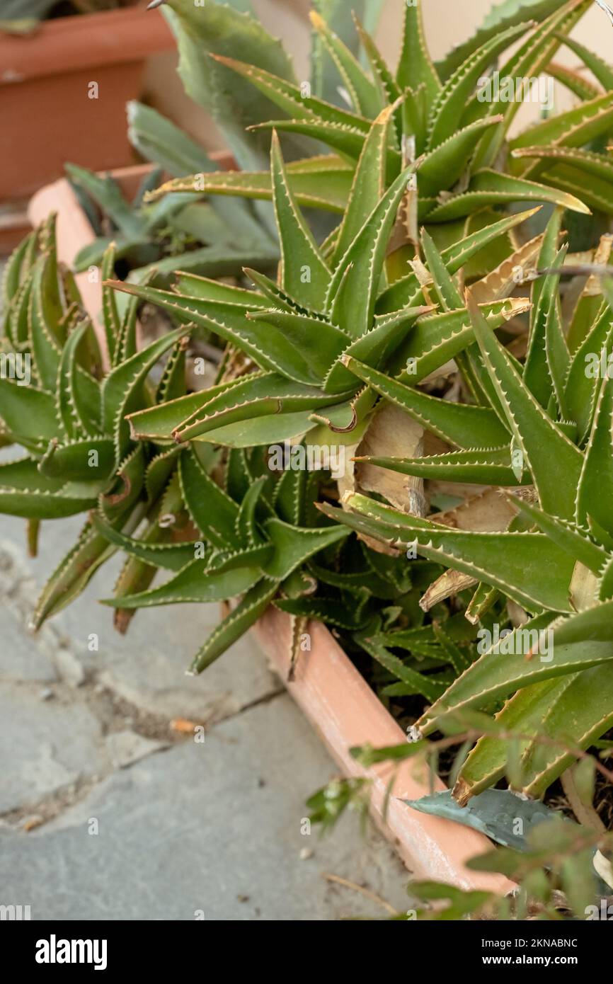 anthurium crystallinum vermehren Anthurium Crystallinum | Kaufen Sie seltene Pflanzen online