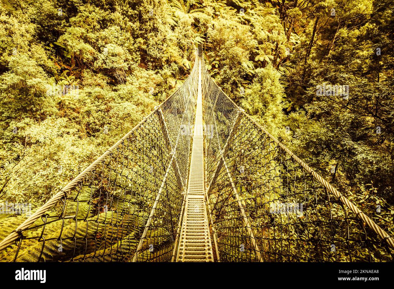 Sway bridge scene over the canopies of a lush dense temperate