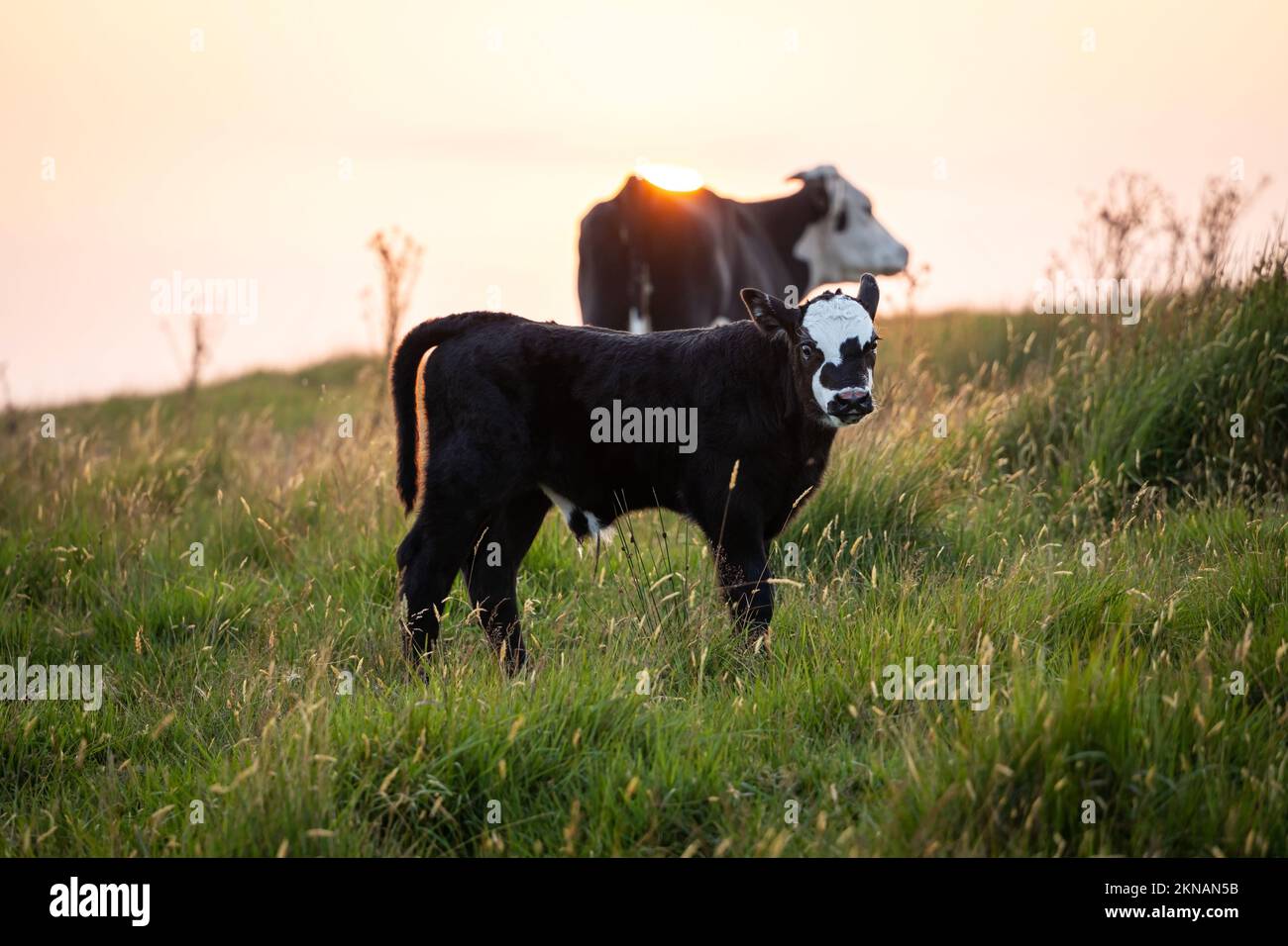 Cute funny calf, black and white adorable baby cow looking at the camera, with its mother and pasture at sunset background. Stock Photo
