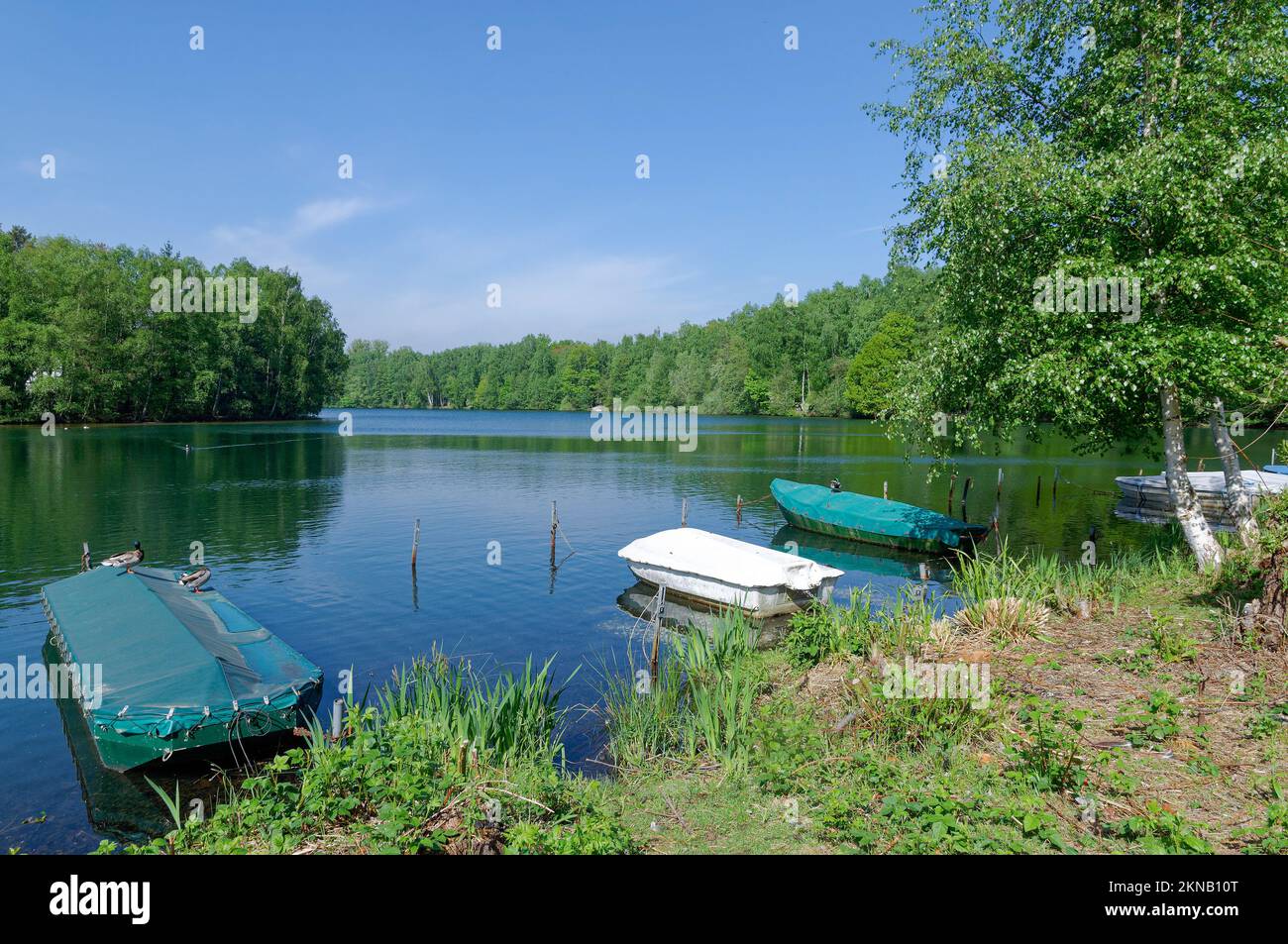 Lake Venekotensee,Maas-Schwalm-Nette Nature Park,lower Rhine region,Germany Stock Photo