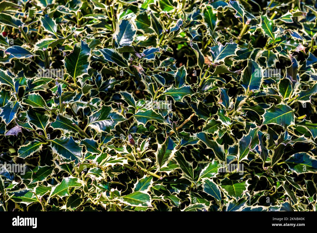 Variegated Holly Leaves in the Sunshine Stock Photo
