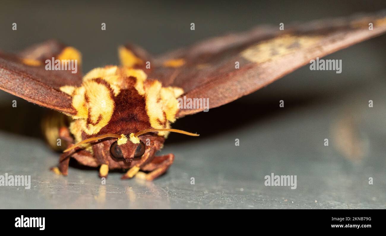 Skull butterfly, moth with a shape on its back that vaguely resembles a