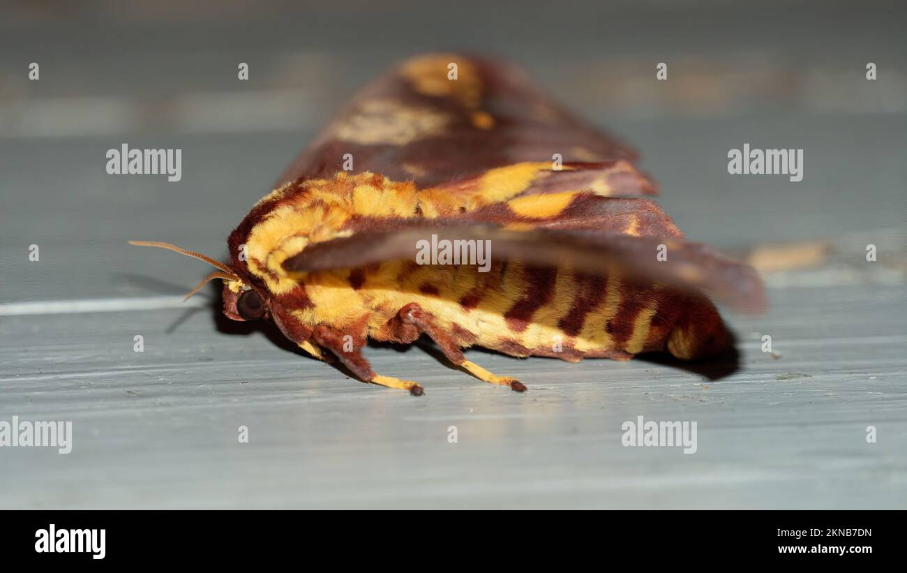 Skull butterfly, moth with a shape on its back that vaguely resembles a