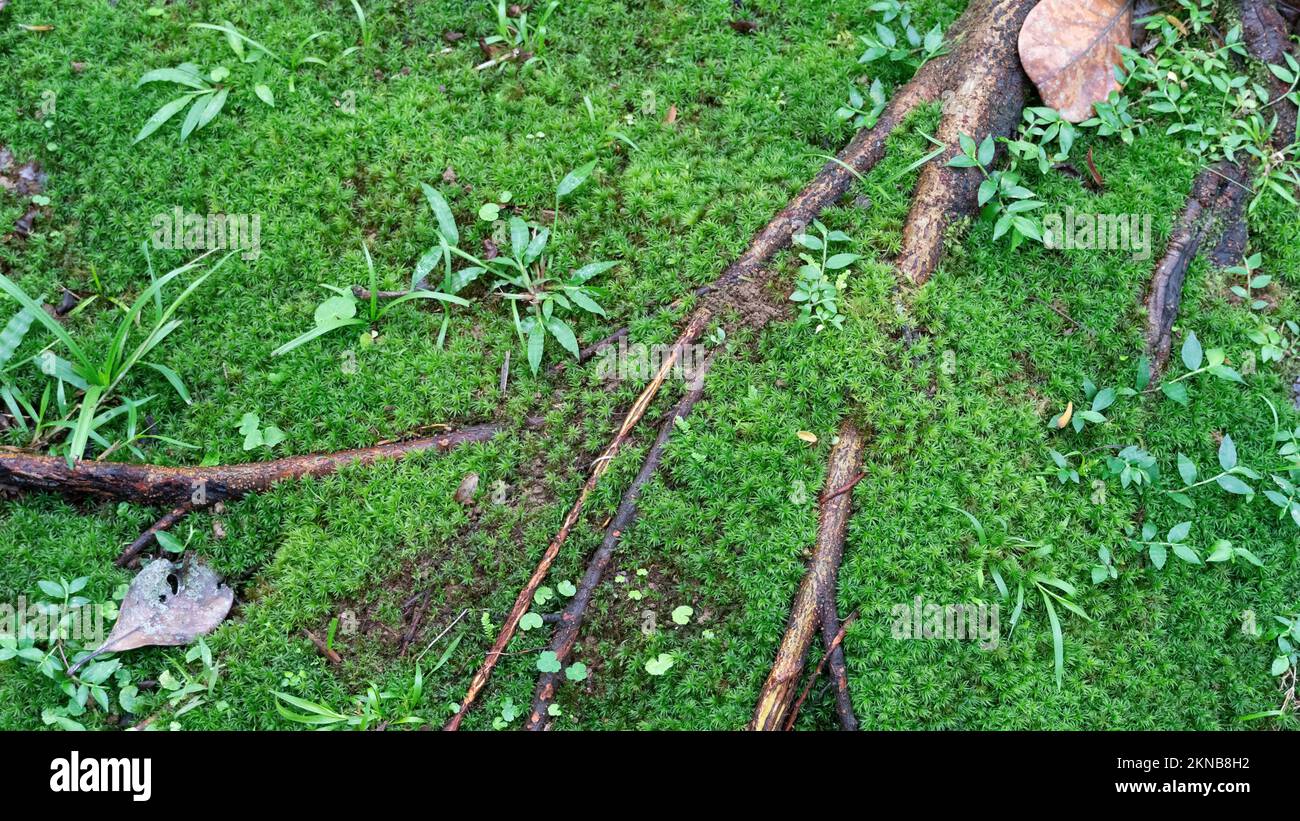 Sphagnum girgensohnii, a bright green moss that grows on moist soil in