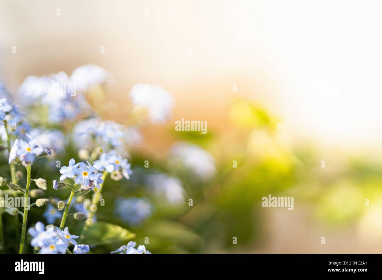 Blue forget-me-not flowers blooming under bright warm sun light Stock Photo