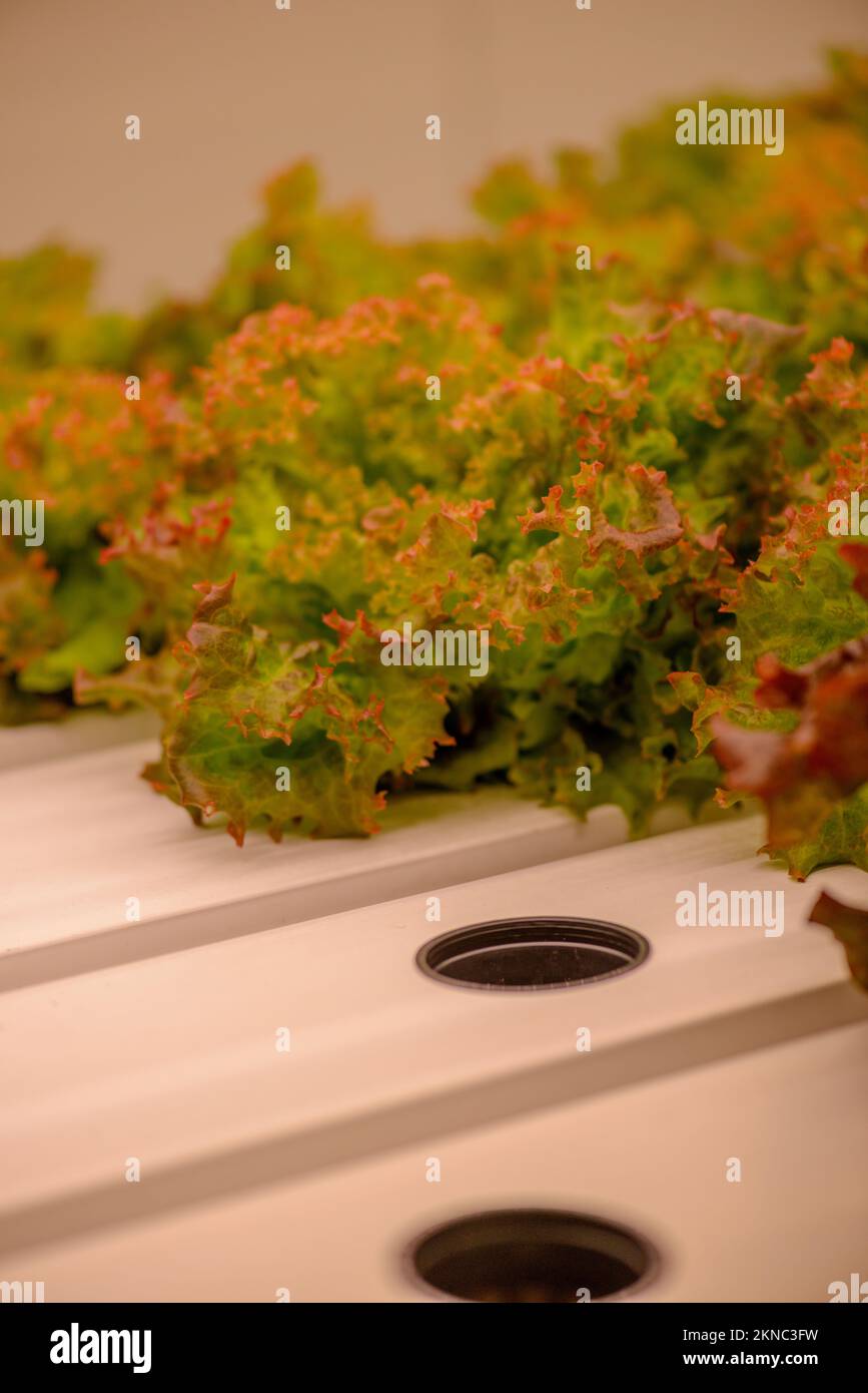 Hydroponic growing room producing a range of vegetables, in an area the size of a shipping container. Stock Photo