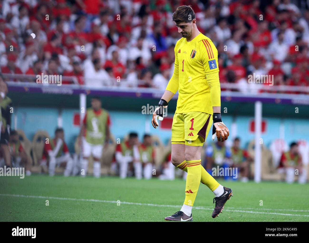 Belgium's goalkeeper Thibaut Courtois reacts during a soccer game between Belgium's national team the Red Devils and Morocco, in Group F of the FIFA 2022 World Cup in Al Thumama Stadium, Doha, State of Qatar on Sunday 27 November 2022. BELGA PHOTO BRUNO FAHY Stock Photo
