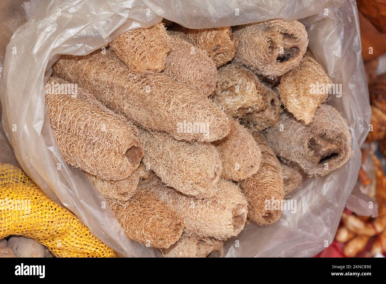 Luffa aegyptiaca, the sponge gourd, Egyptian cucumber or Vietnamese luffa, Thailand Stock Photo